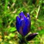 La Gentiane des marais ou Gentiane pneumonanthe (Gentiana pneumonanthe) est une plante herbacée vivace de la famille des Gentianacées. Elle est commune dans les tourbières d'altitude, les prés humides tourbeux du Massif central. Haute de 10 à 60 cm (parfois plus), sa tige porte des feuilles linéaires, longues de 25 à 40 mm et des fleurs bleu vif, rayées de vert à l'extérieur, parsemées de taches arrondies à l'intérieur. Elle fleurit de juin à octobre selon la localisation. 